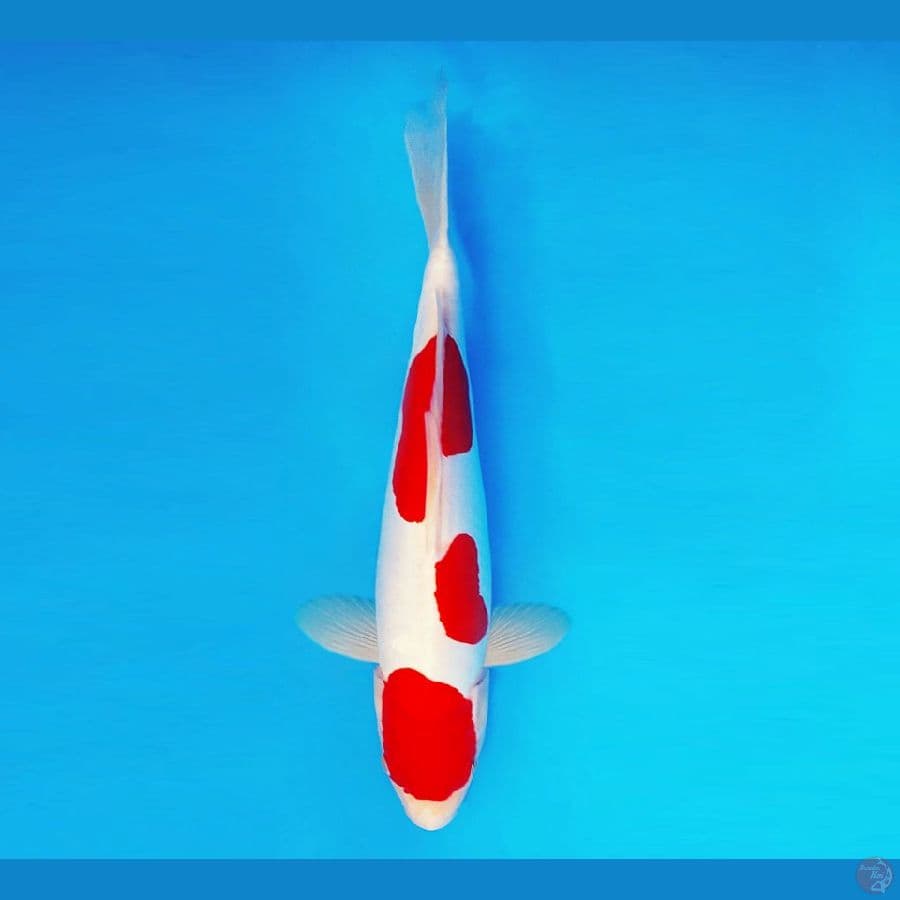 HATORI HANZO 1 ~ Kohaku Murni 32 cm/fm ™