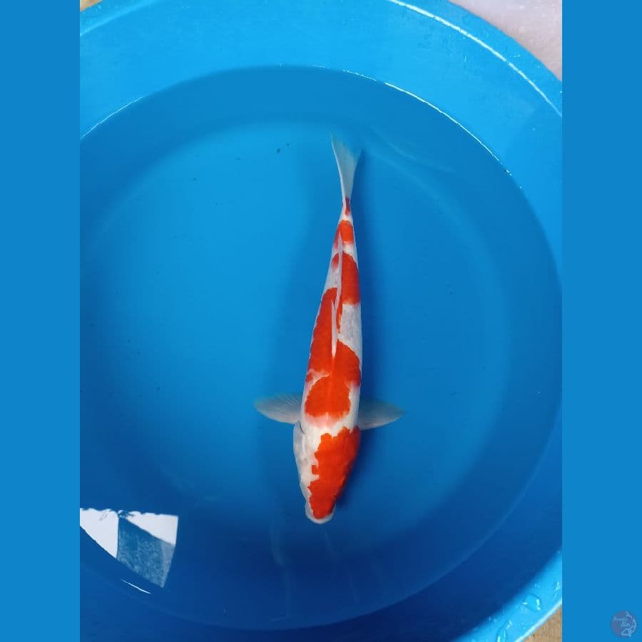 KOHAKU