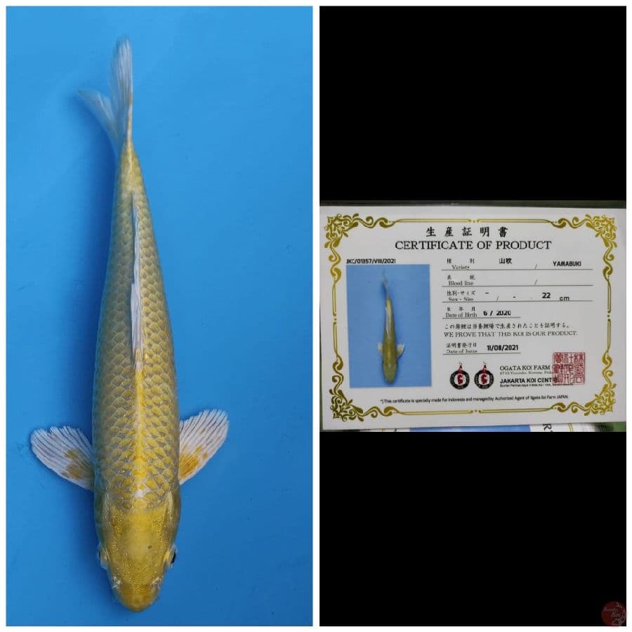 Ogata Yamabuki Ogon