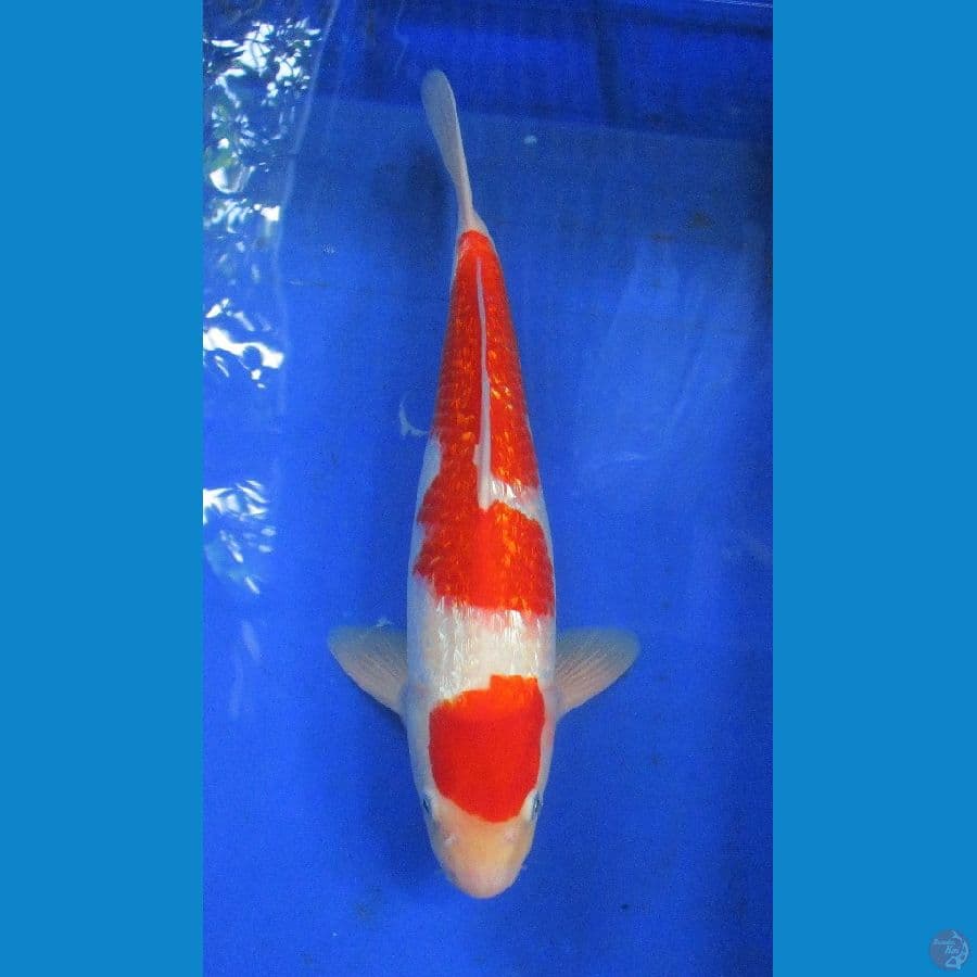 kohaku ginrin ±36cm male