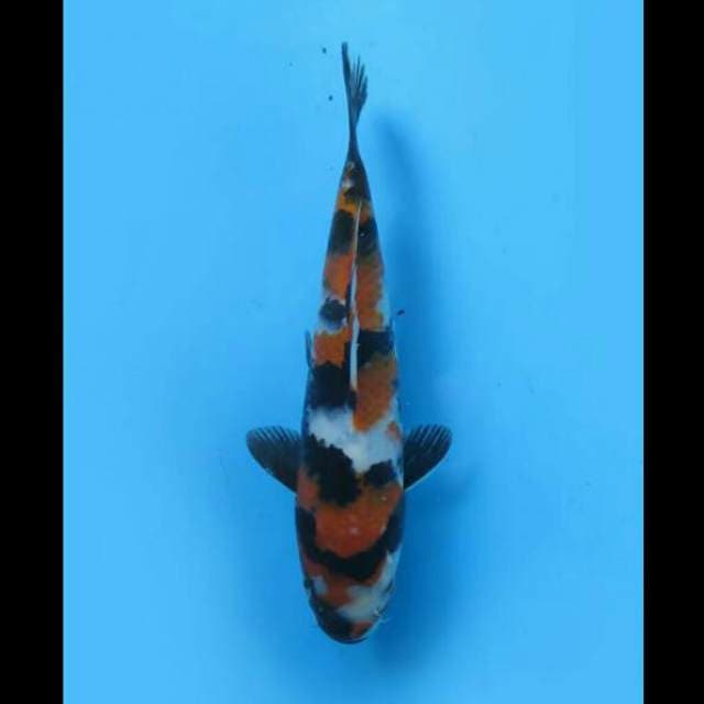 20cm Male - Baby Showa Sanshoku Hq