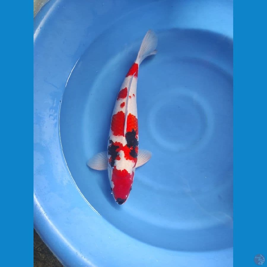 53 cm male .