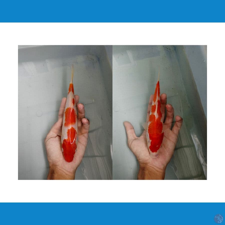 Kohaku 20-21cm