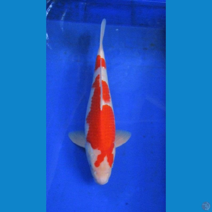 kohaku ±36cm male