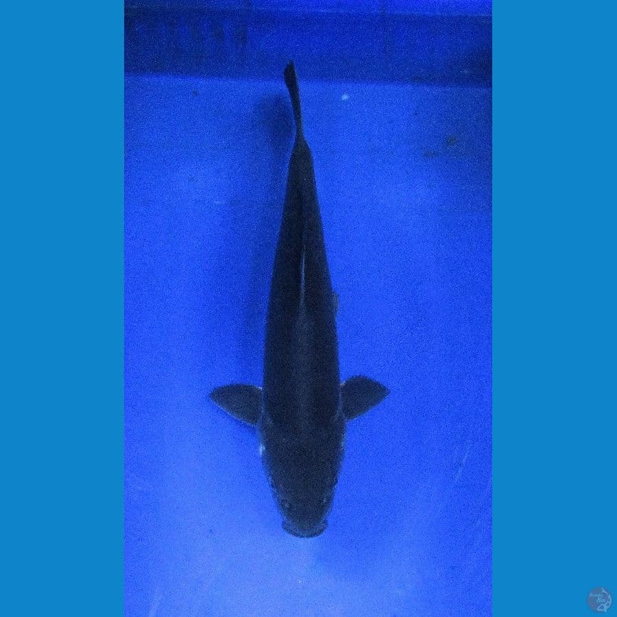 karashu ±35cm