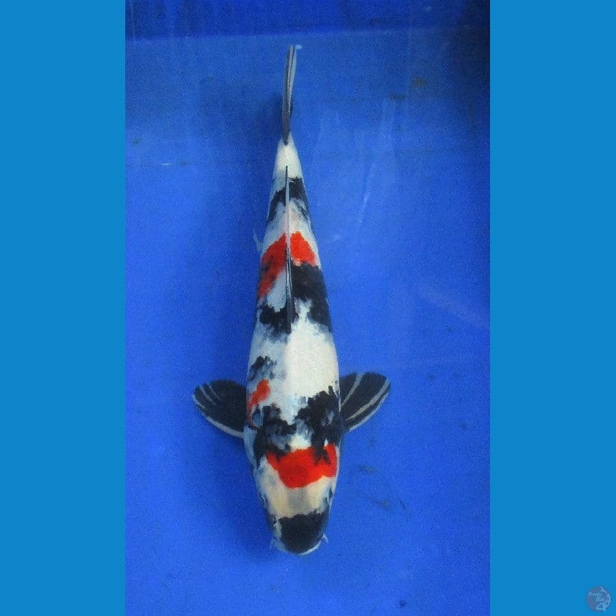 showa ±35cm male