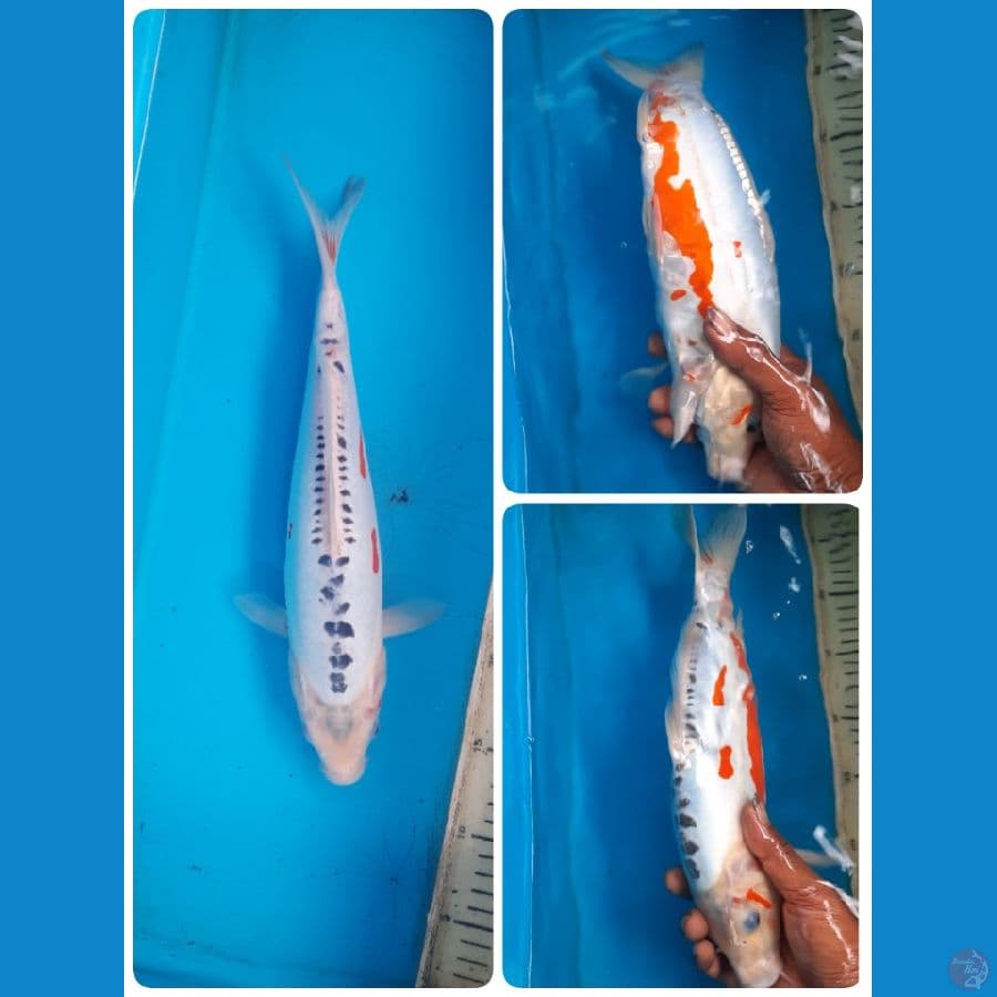 shusui