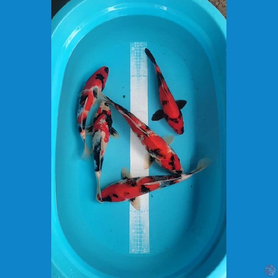 Showa Hiu strong 27-33cm
