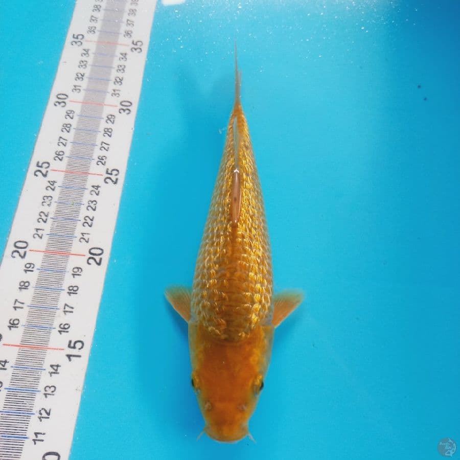 KARAMEL GINRIN//22 BU