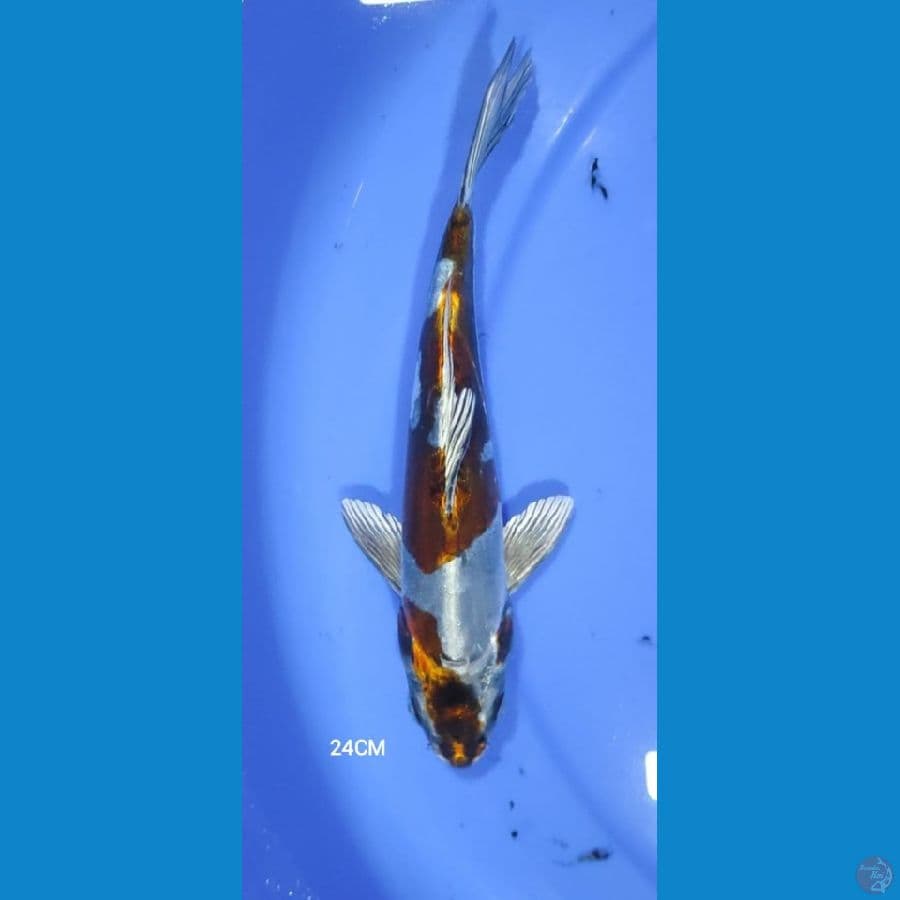 Kiko 24CM