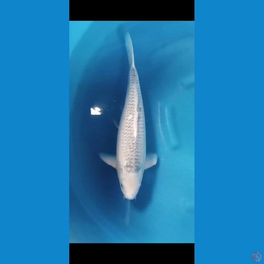53 cm jumbo