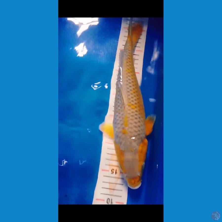 35 bu sora sagi