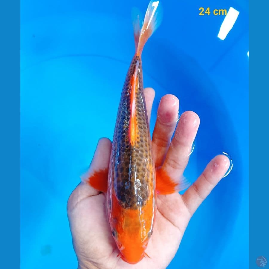 Akamatsuba 24 cm