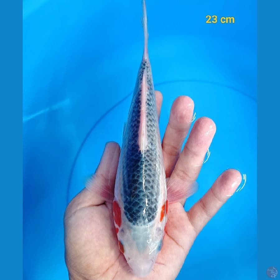 Asagi 23 cm