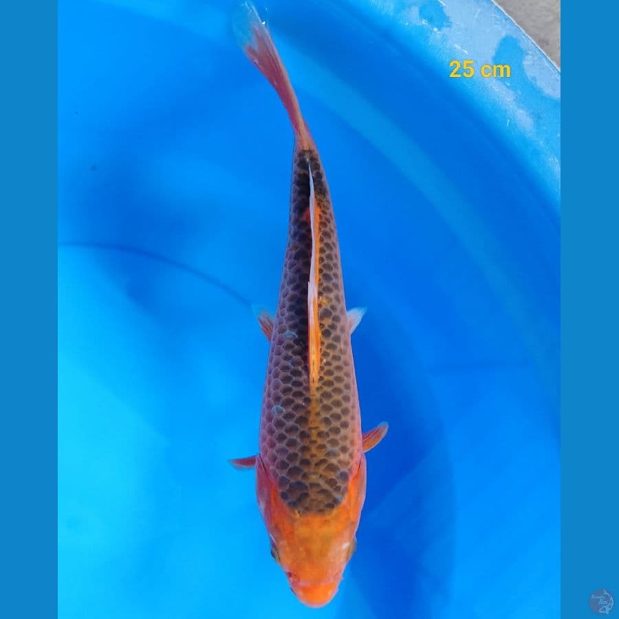 Akamatsuba 25 cm