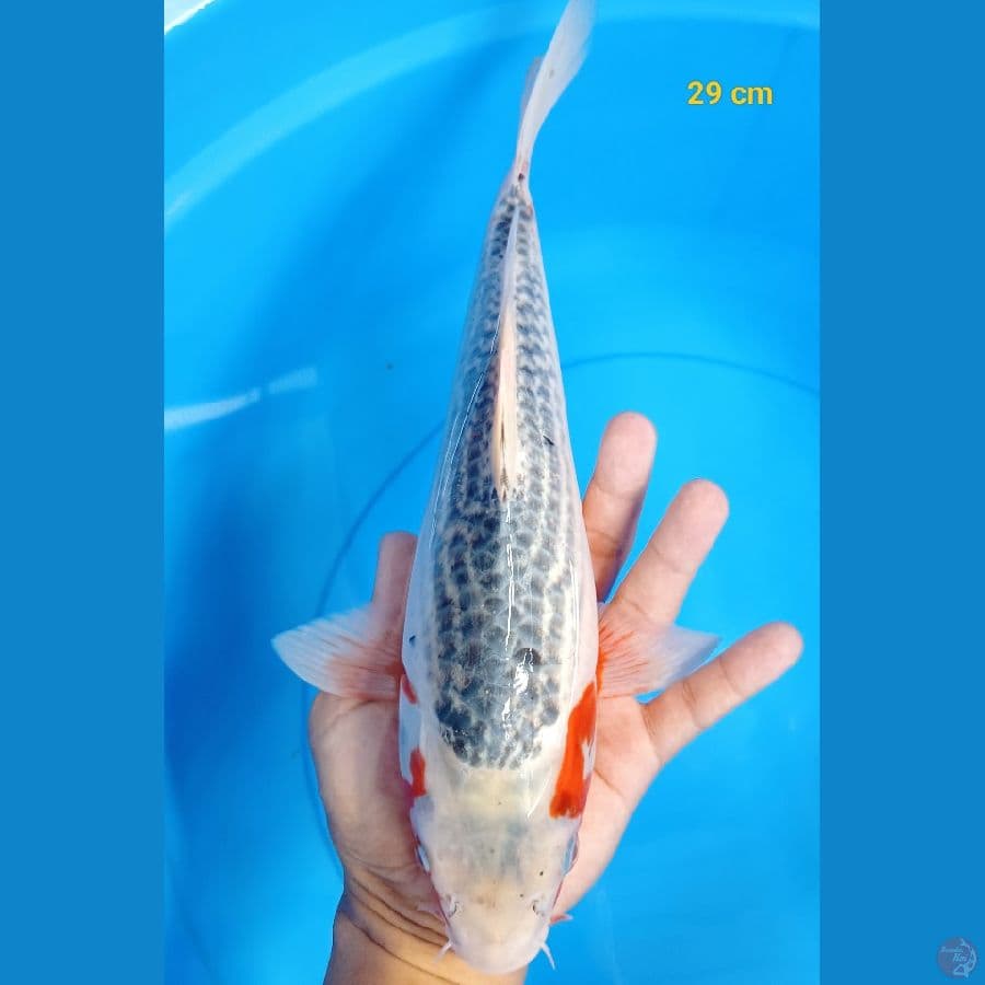 Asagi 29 cm