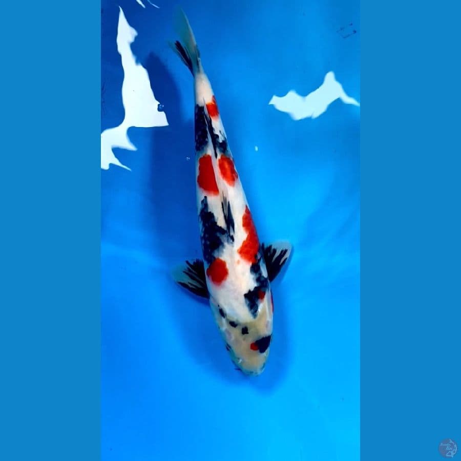 Kinday Showa Motogoro Strong 41cm/M