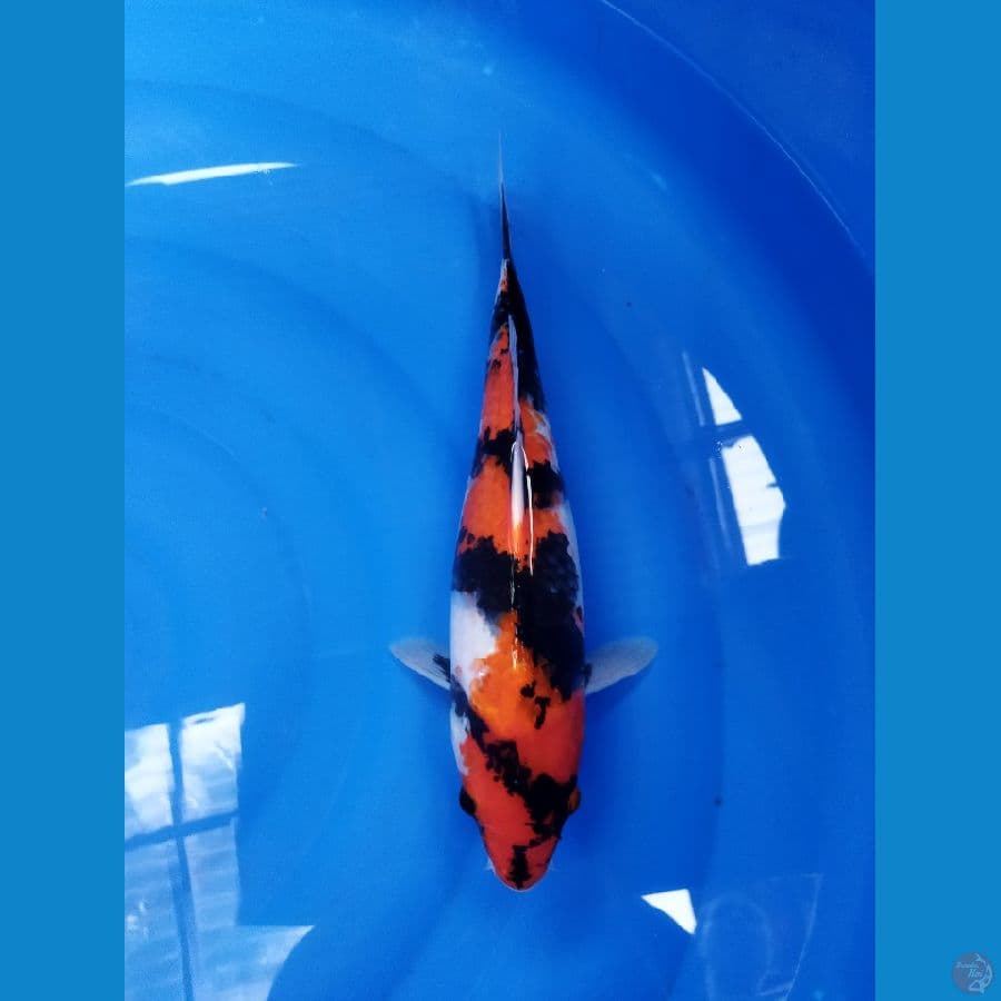 showa sanshoku female 34 cm