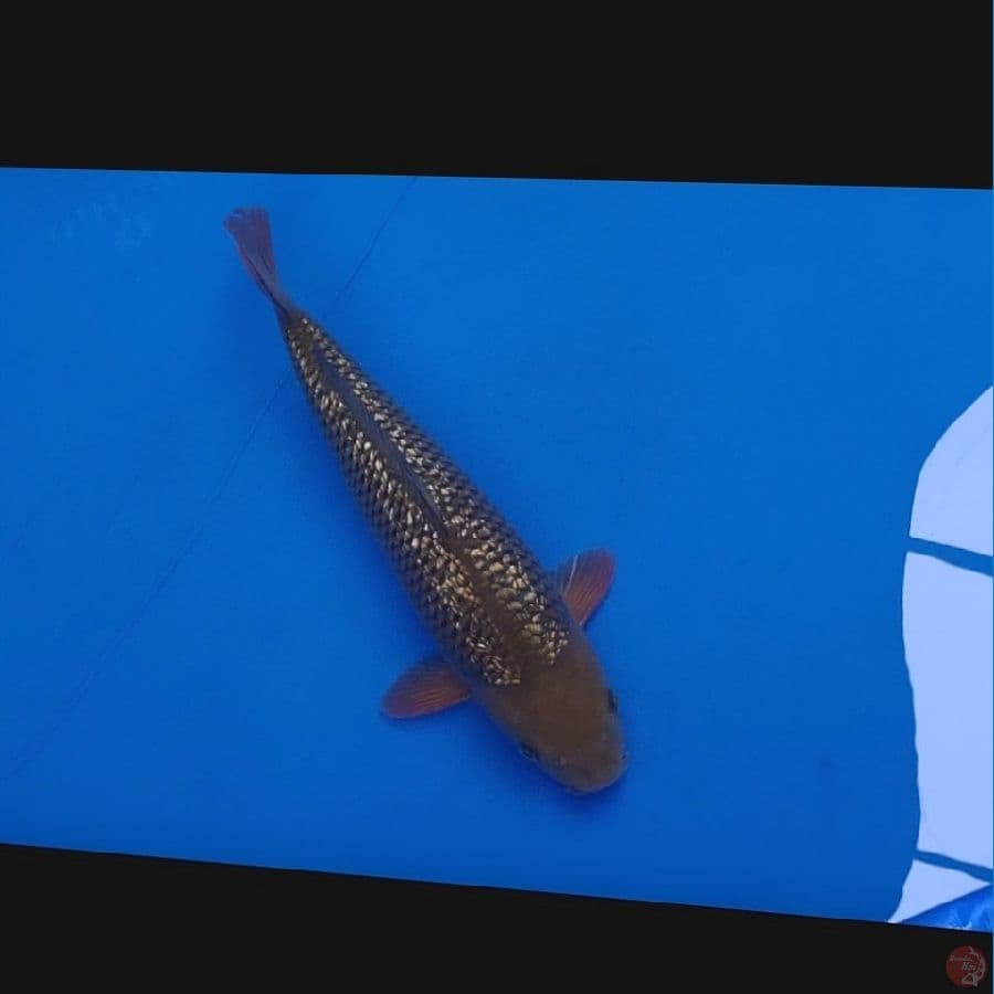 Koi Import Jepang Ginrin Chagoi (Sertifikat Dainichi) 47cm Male