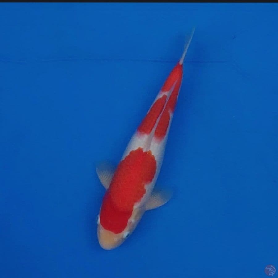 Koi Import Jepang Kohaku (Sertifikat Hoshikin) 37cm Super