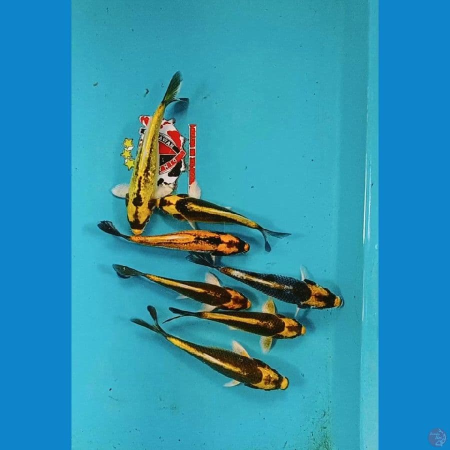 Bahan keeping Kabuto dan Banana 12-15 cm