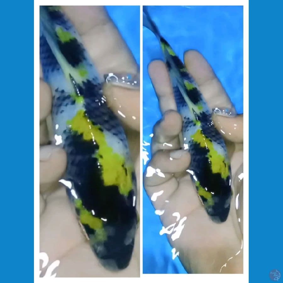 ki showa