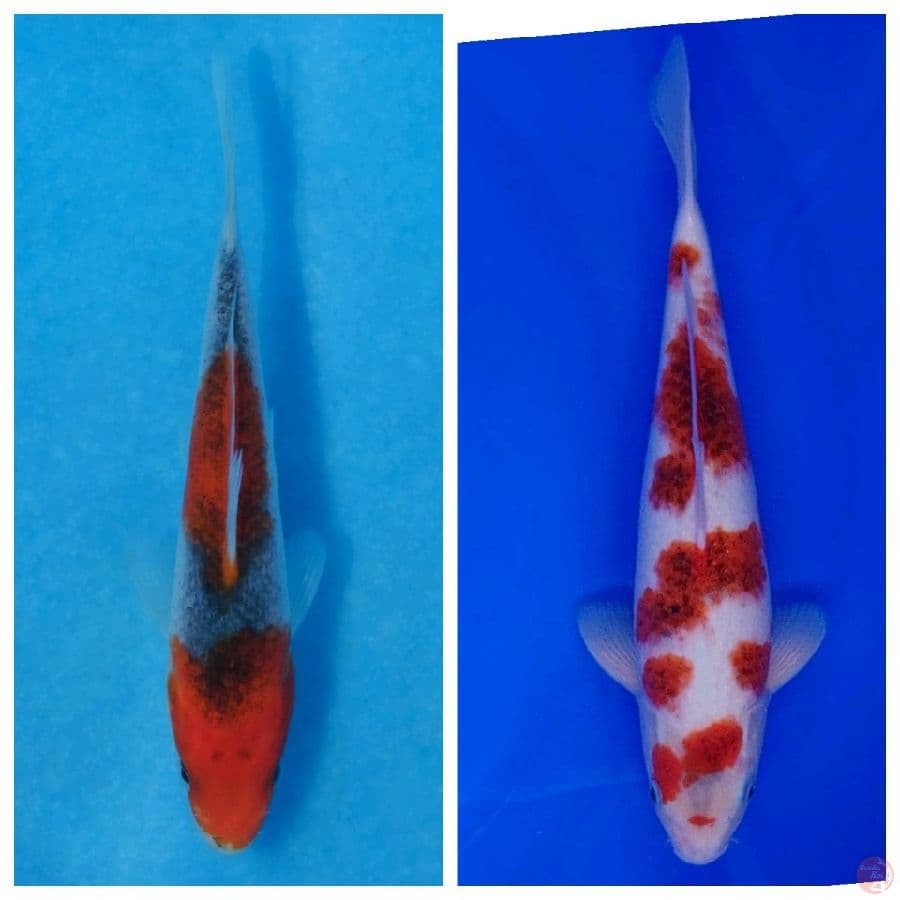 Koi Import Jepang (Mix Breeder Certified) Paket 30 Ekor Bonus 2 Ekor