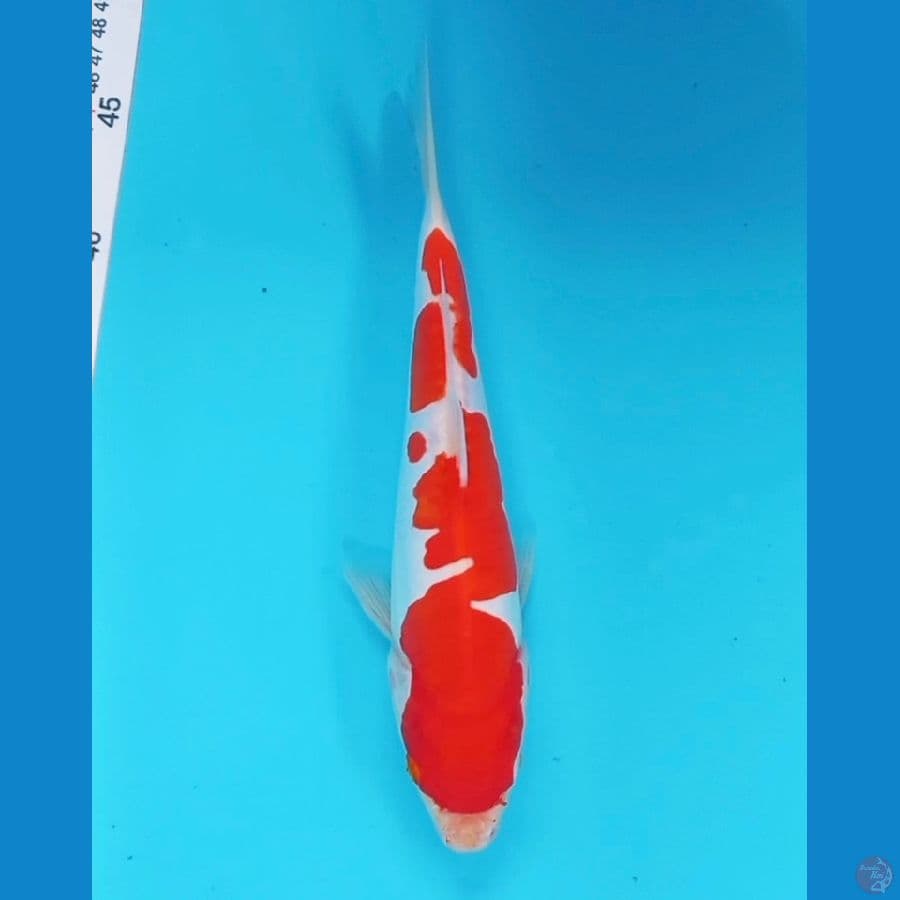 kohaku doitsu 26 bu