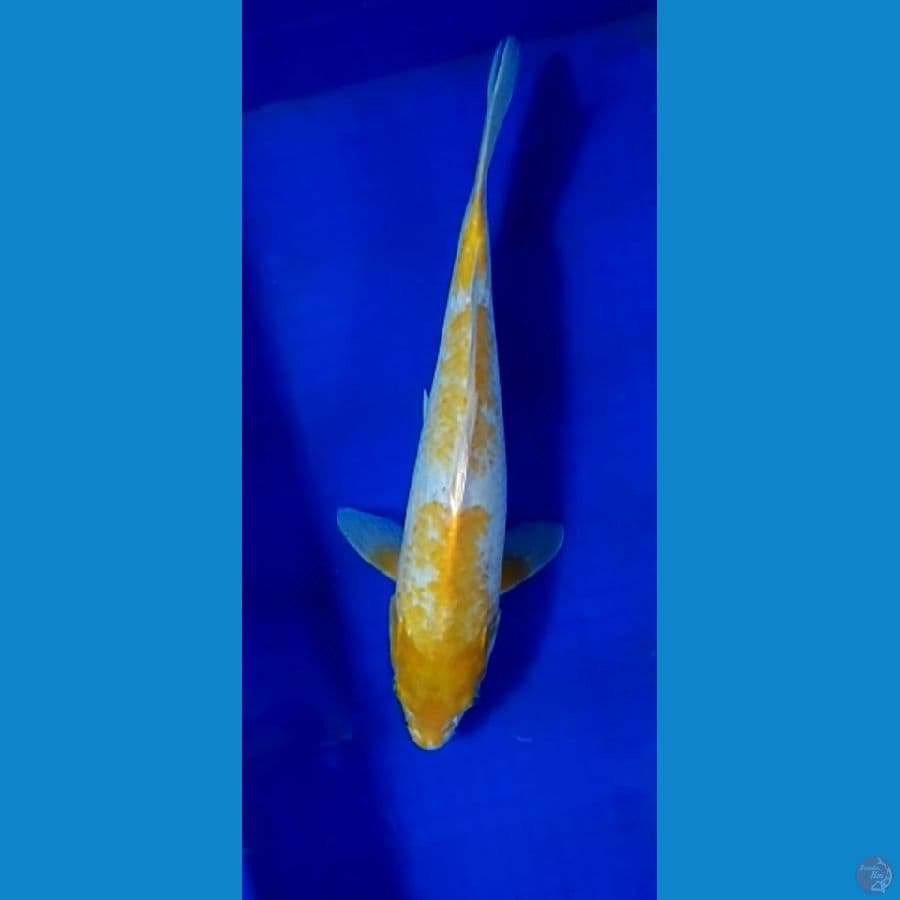 HK-1 Kohaku Koyo 40 cm