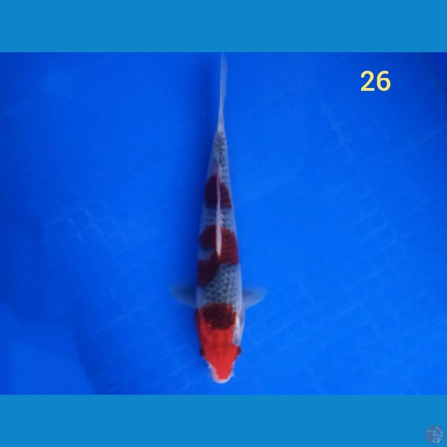 Goshiki 26 cm