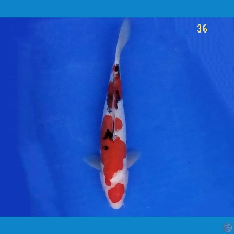 Sanke Doitsu 36 cm