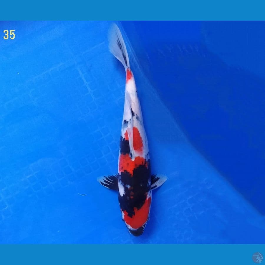 Showa 35 cm