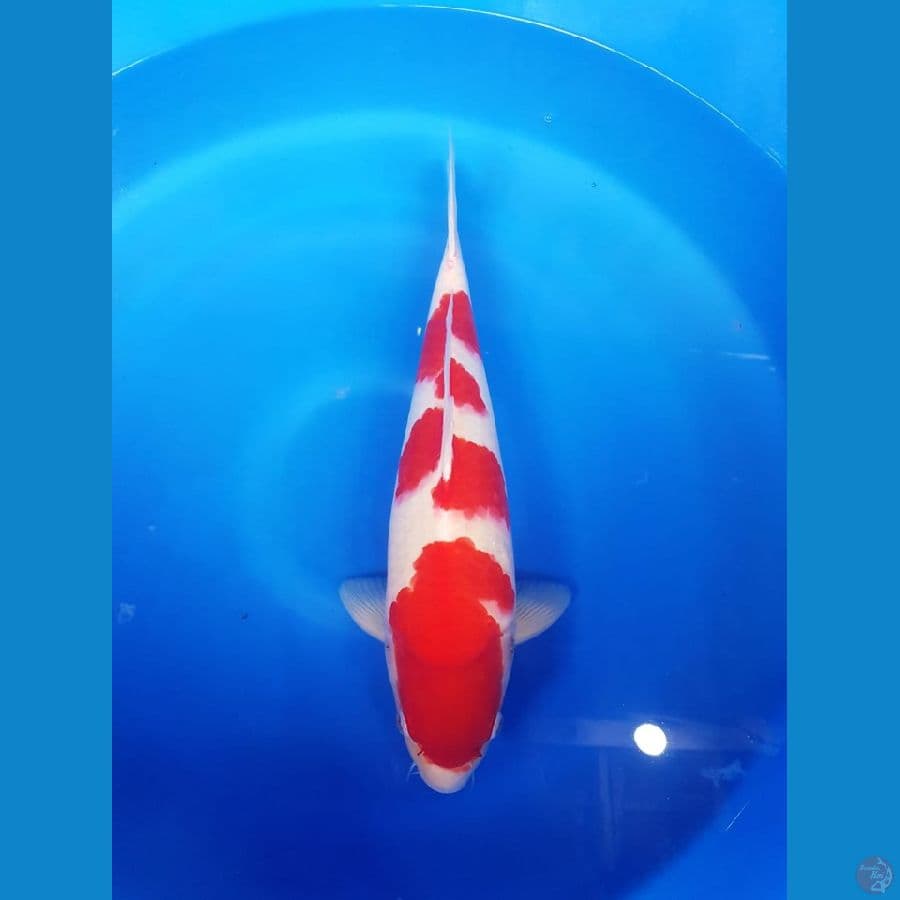 Kuhaku male 43cm super strong