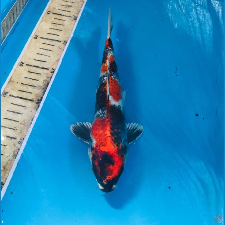 showa hikari 23cm