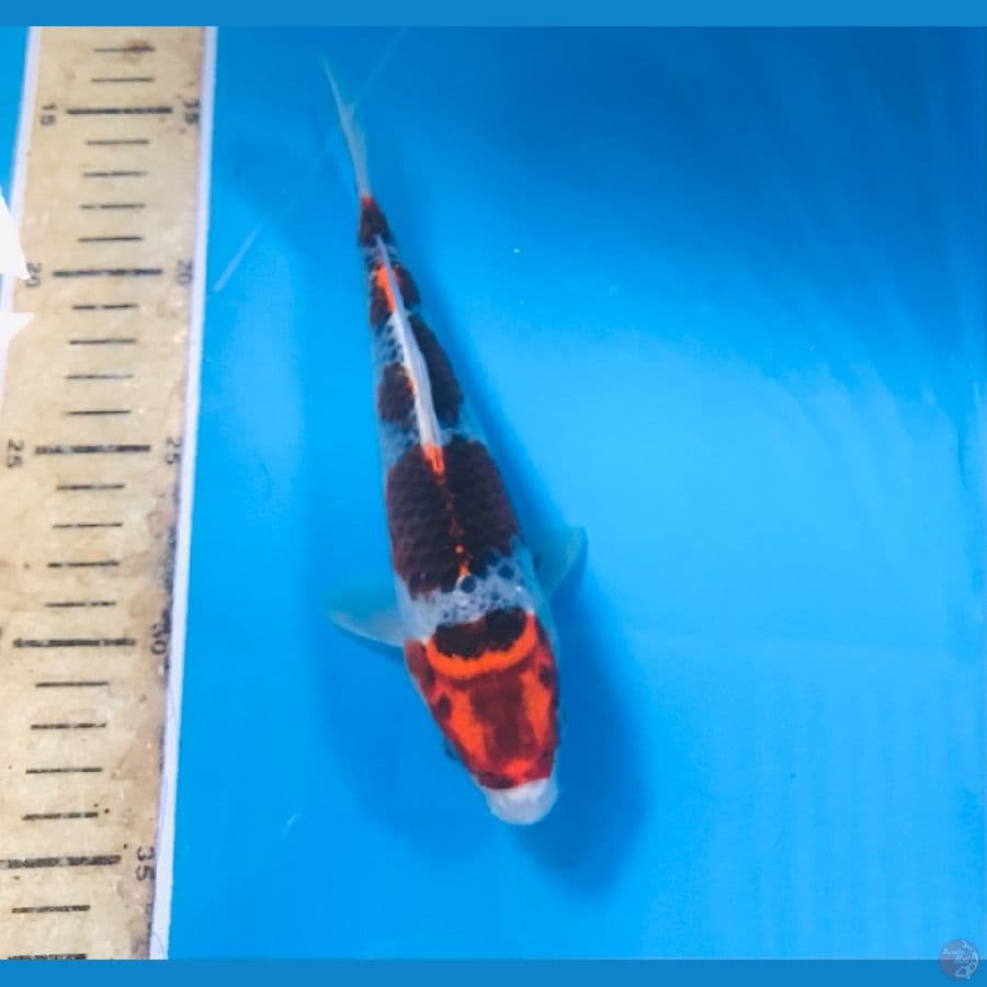 goshiki 20cm