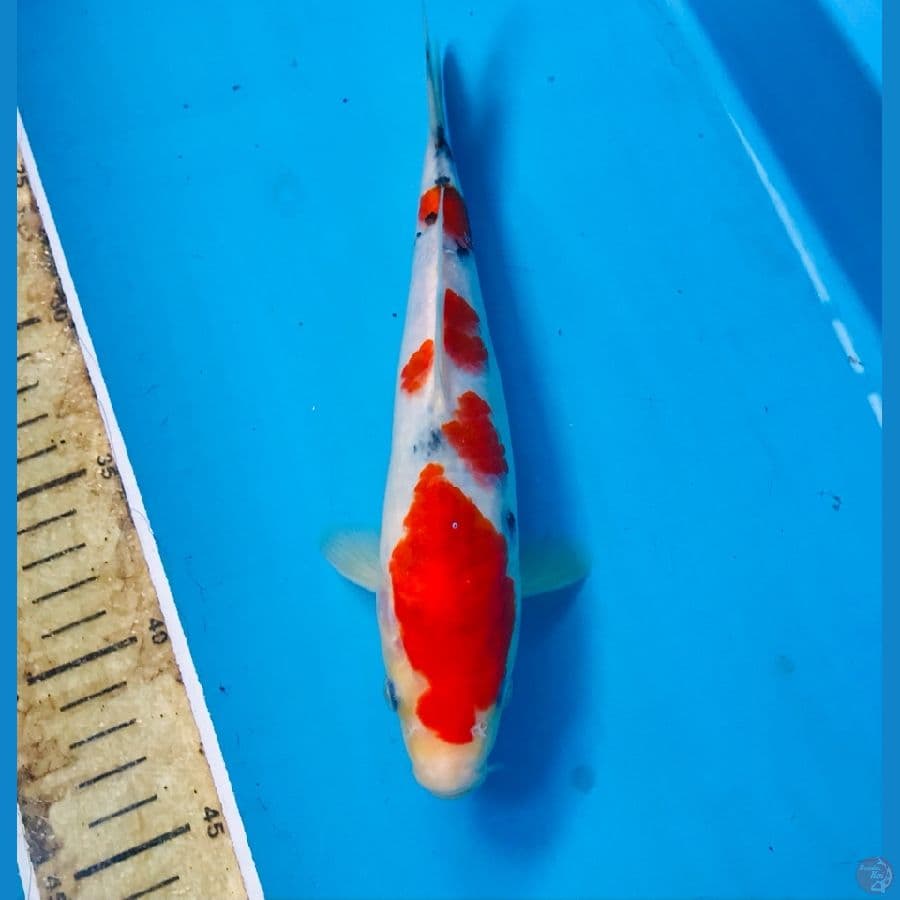 sanke tategoi 22cm