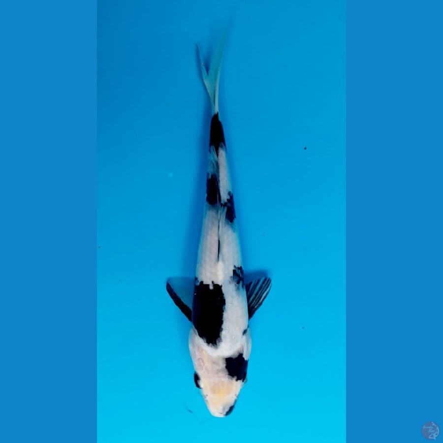 shiro 24cm