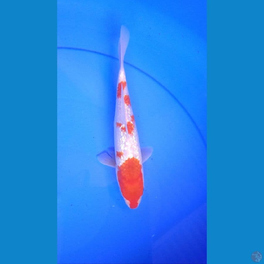Kohaku Ginrin 19 cm