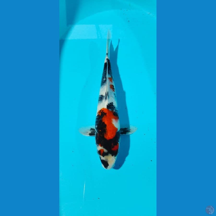 showa 31cm