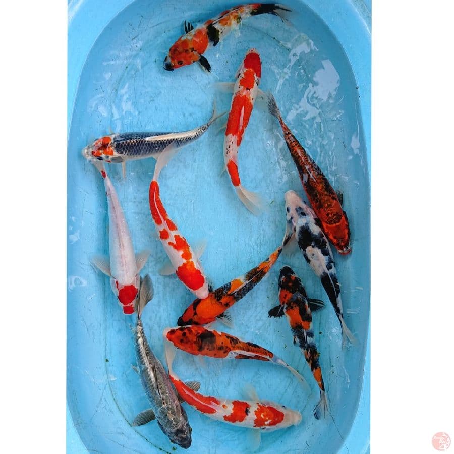 PAKET MIX 24-28 CM ( 12 EKOR )