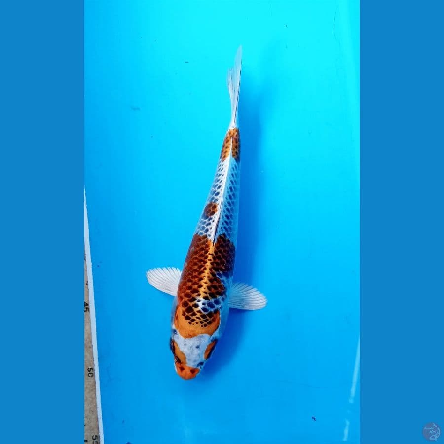 Kujaku 24cm