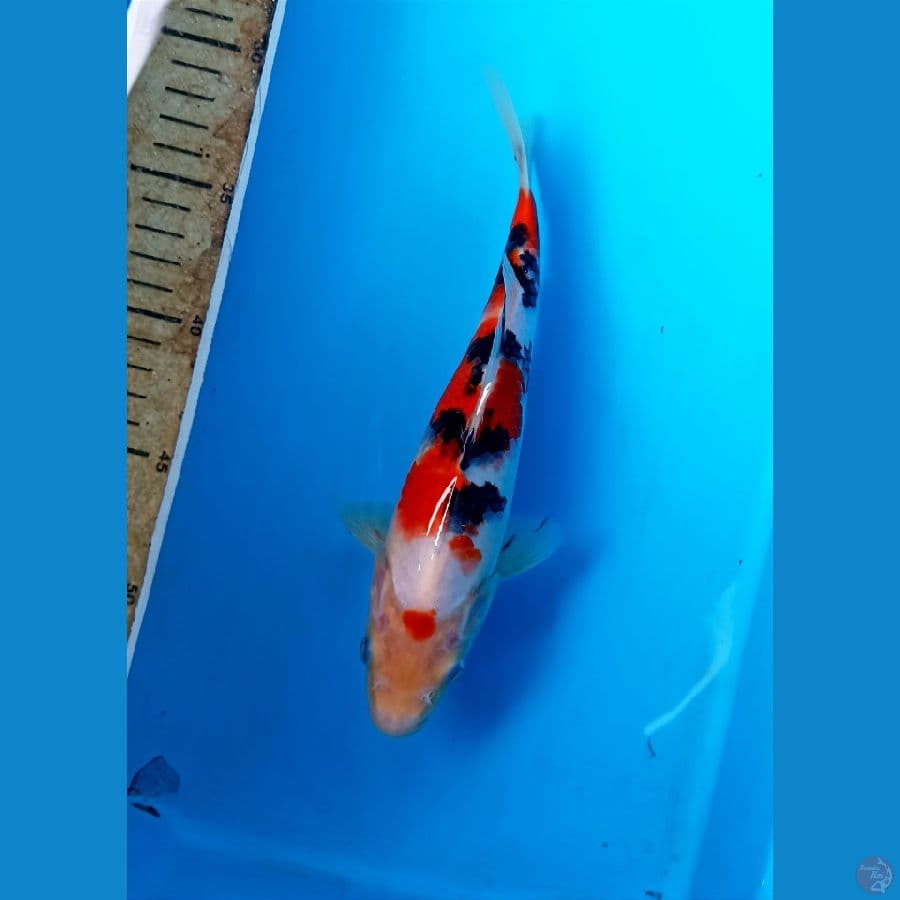 Sanke 22cm