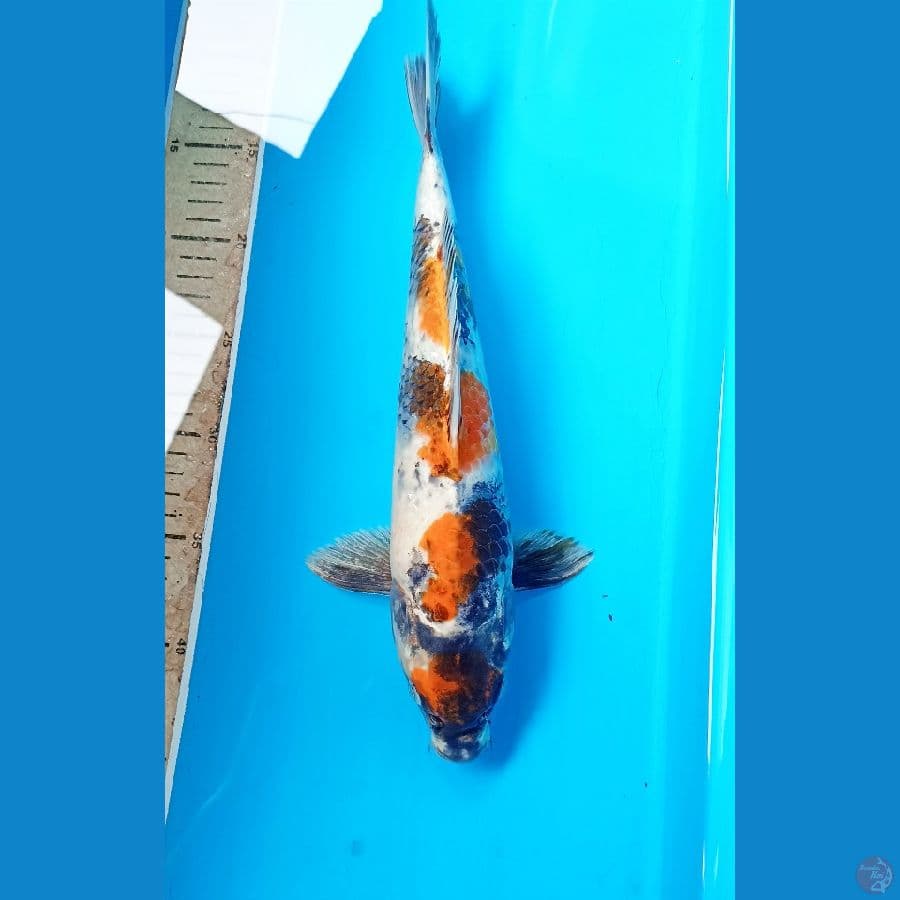 Showa 30cm