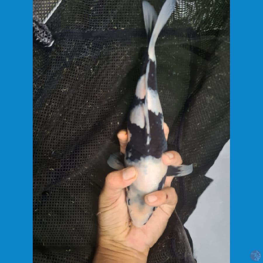 Short body Shiro 27 cm