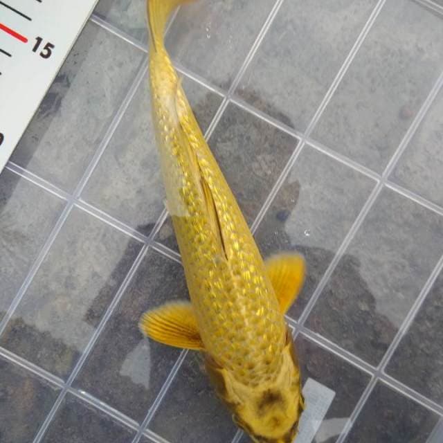 mukasi ginrin 24cm.