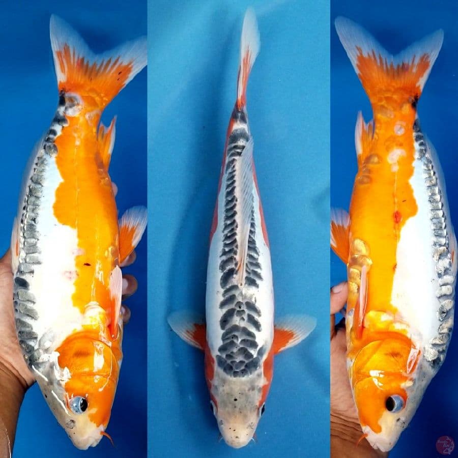 HANA SHUSUI 37 CM