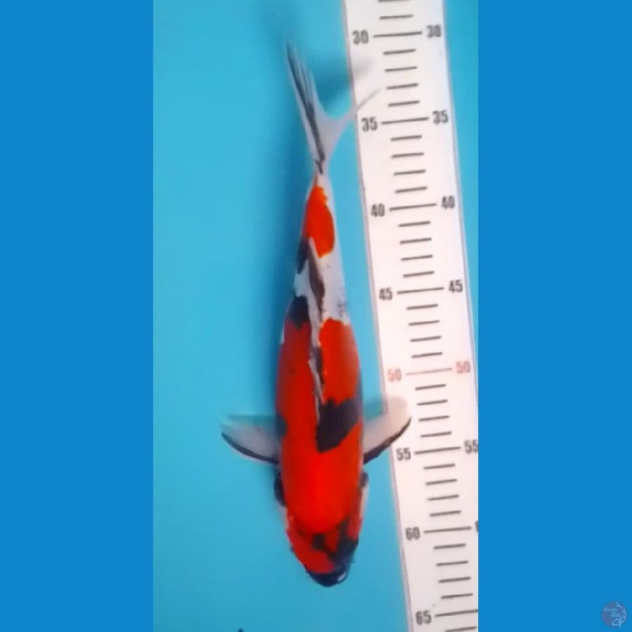 Doitsu Showa Murni 30cm (F)