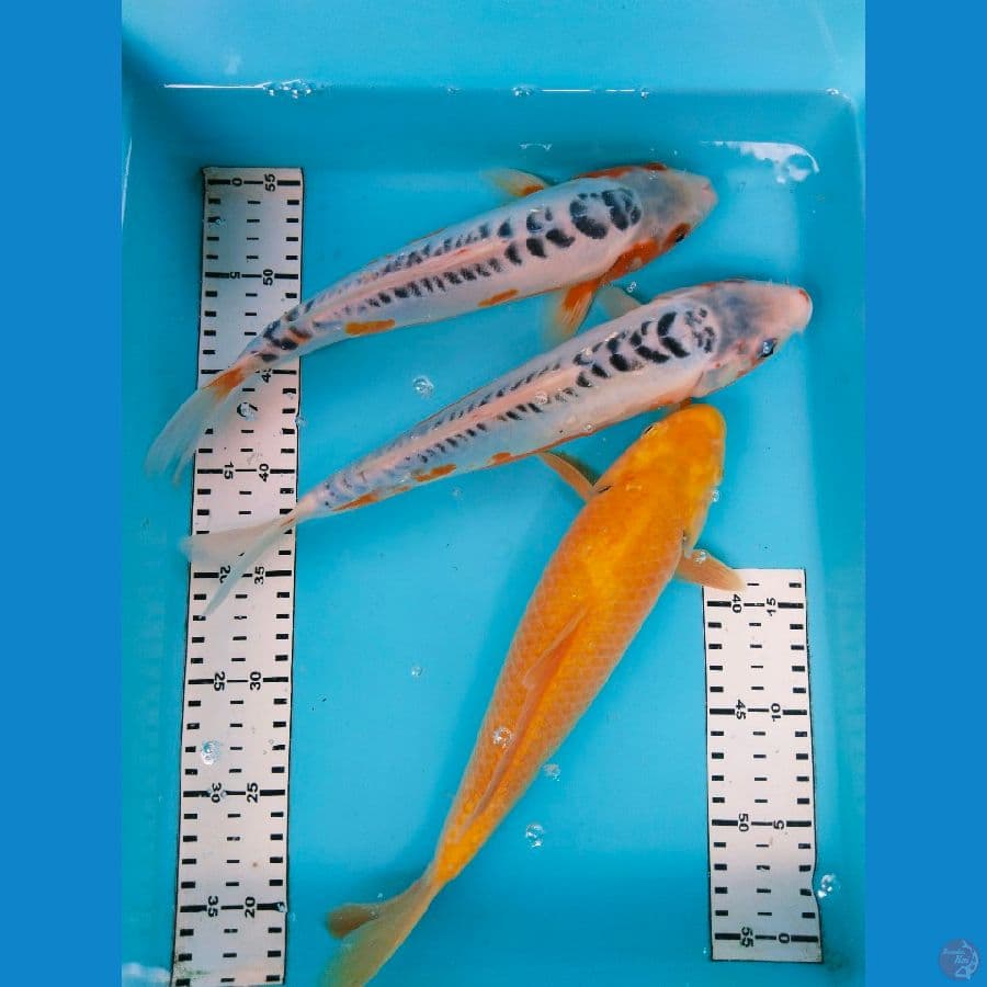 mix 3ekor 31-32cm