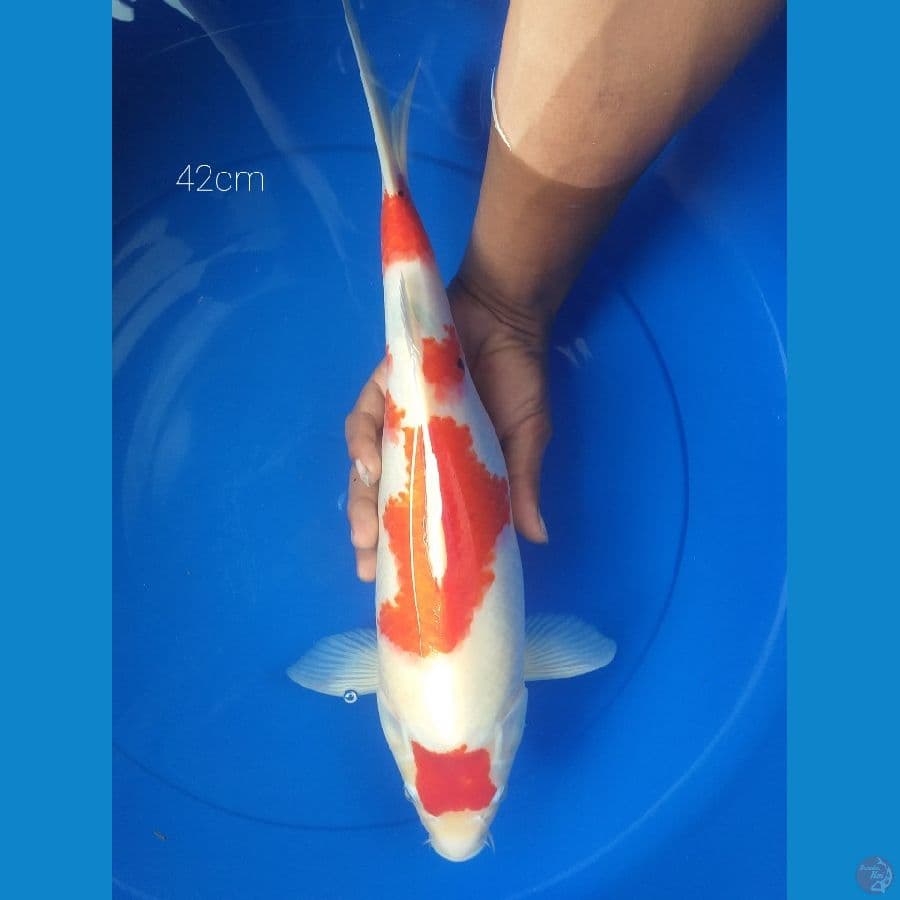 maruten 42cm