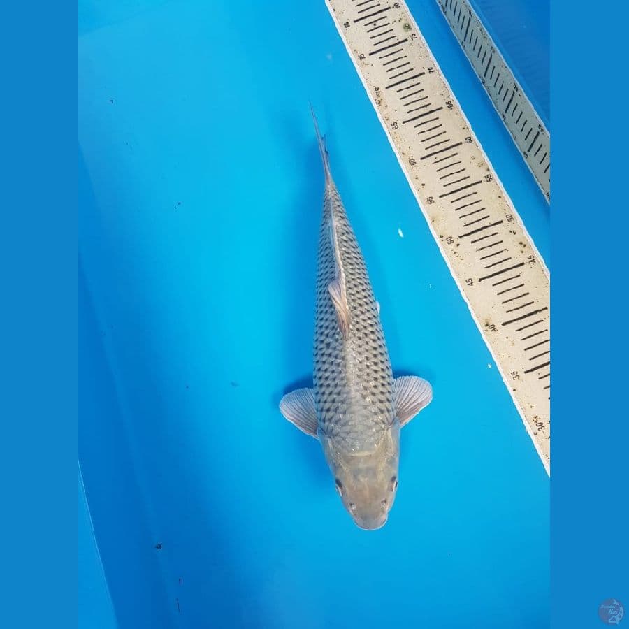 Suragoi male 42cm ring joosss bakat jumbo